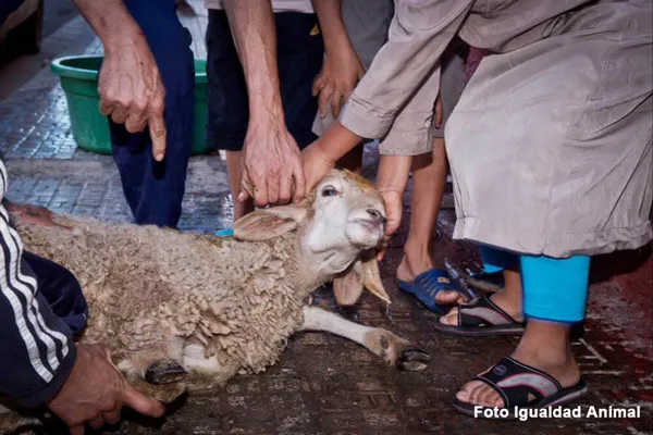 la-fiesta-del-cordero-en-espana