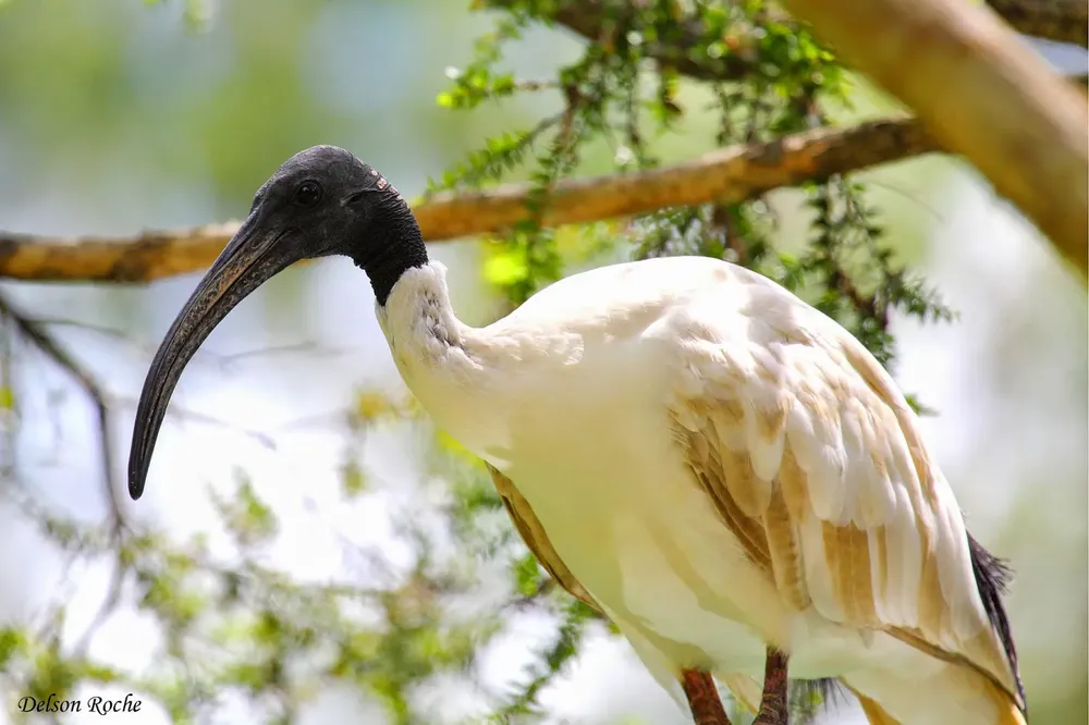 IBIS BLANCO AUSTRALÍANO