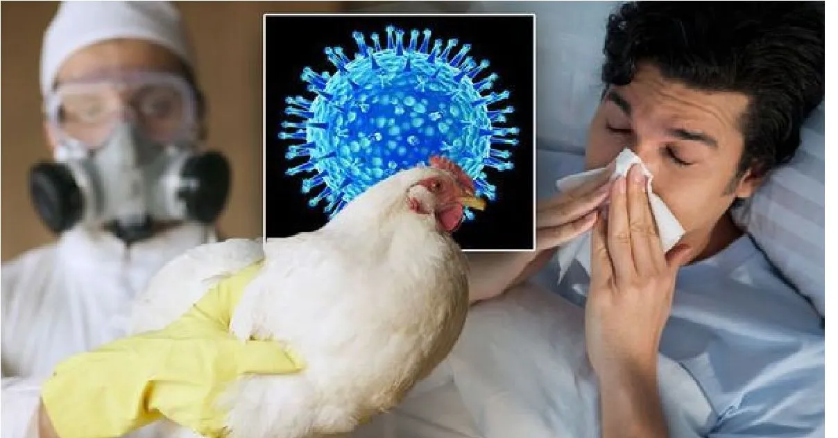 gripe-aviar