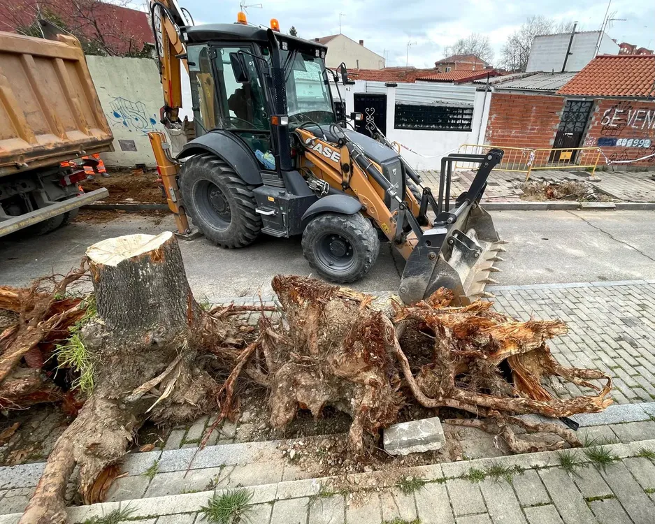 tala_arbolea_valladolid (1)