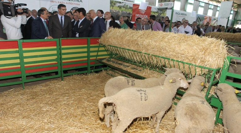 pesebre-pedro-sanchez