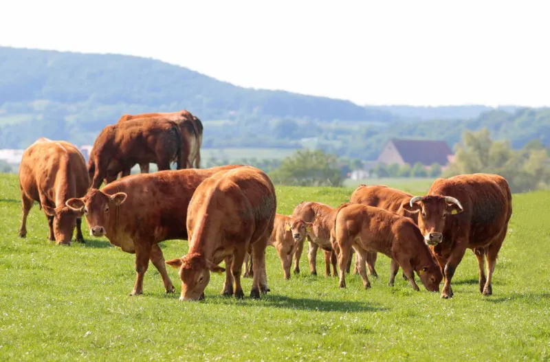 rebano-de-vacas-carne