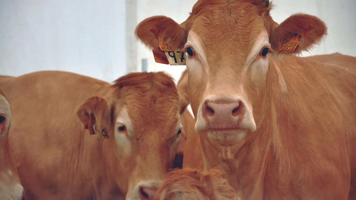 vacas