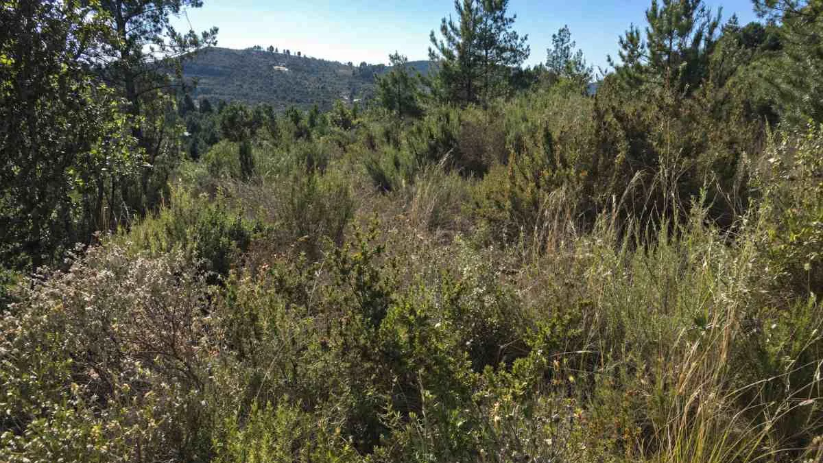 Biomasa-montes-IA