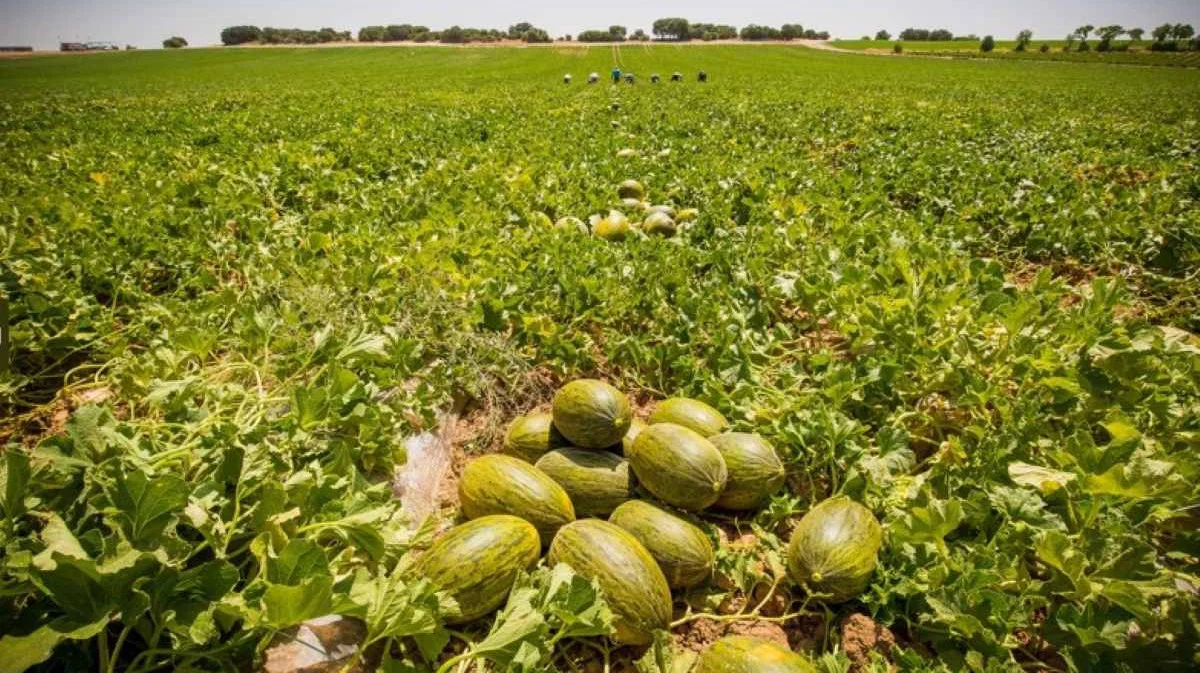 Exportaciones-del-campo-espanol-Fruit-Today