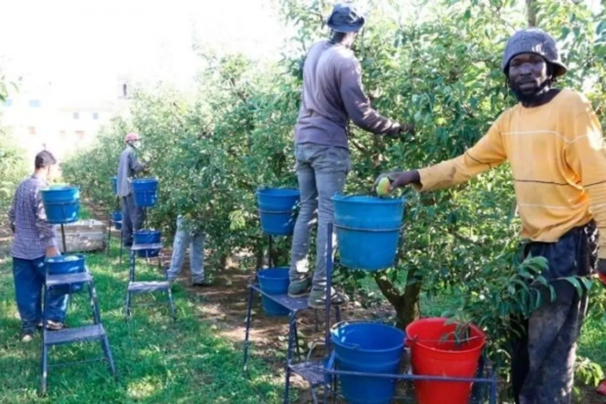 EuropaPress_3909522_inmigrantes_trabajando_campo_catalunya-1