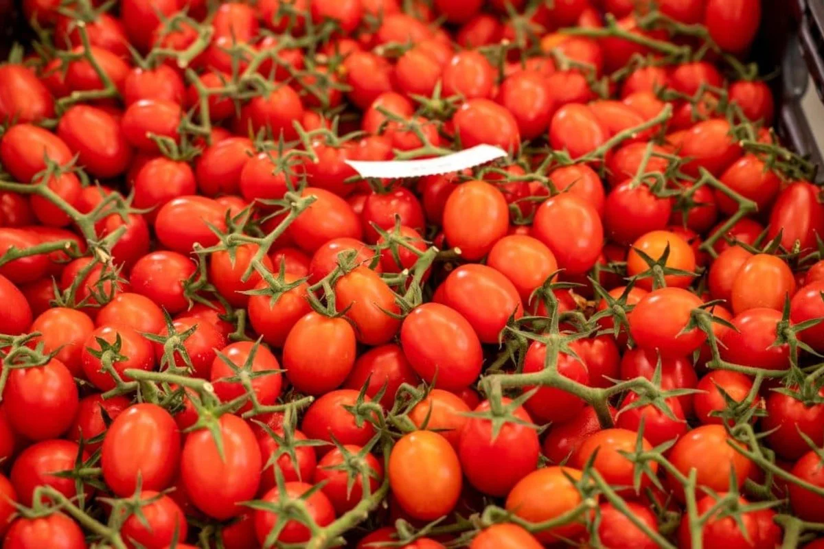 tomates-marruecos-espana-1-1