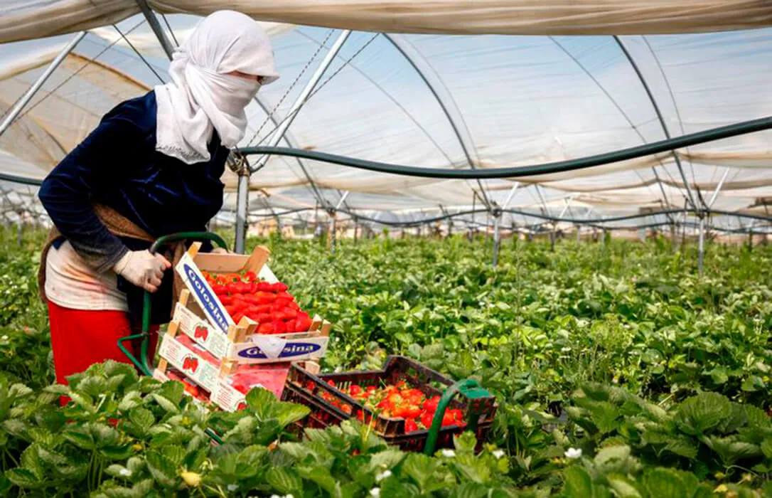 ACUERDOS-AGRARIOS-SENTENCIA-UE-MARRUECOS-COAG