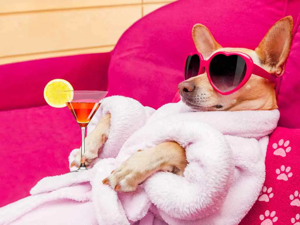 spa-para-perritos