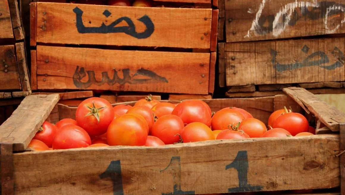 Tomate-de-Marruecos-elEconomista