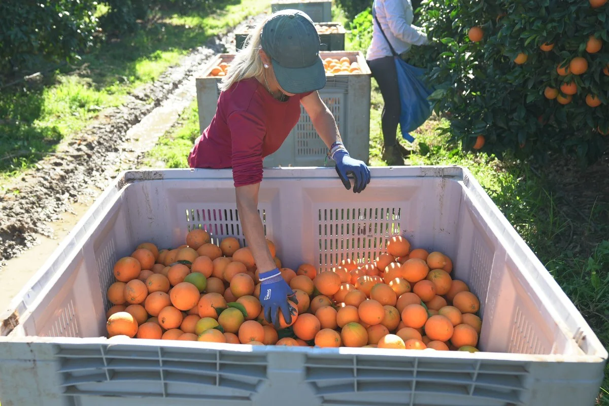 EuropaPress_7097885_mercadona_comercializara_ano_131000_toneladas_naranja_nacional-1