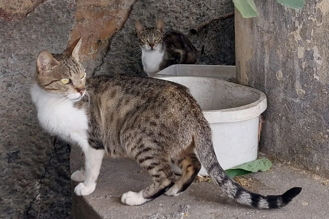 denuncia-abandono-colonia-gatos-han-muerto-crias-descontrol-016-1140x760
