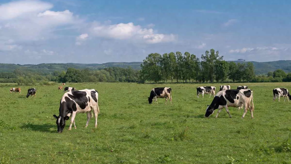 Vacas-IA