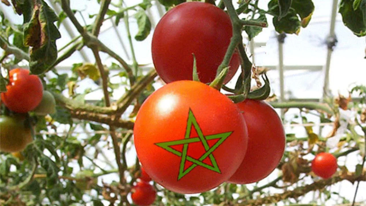 tomate-marruecos-Hortoinfo
