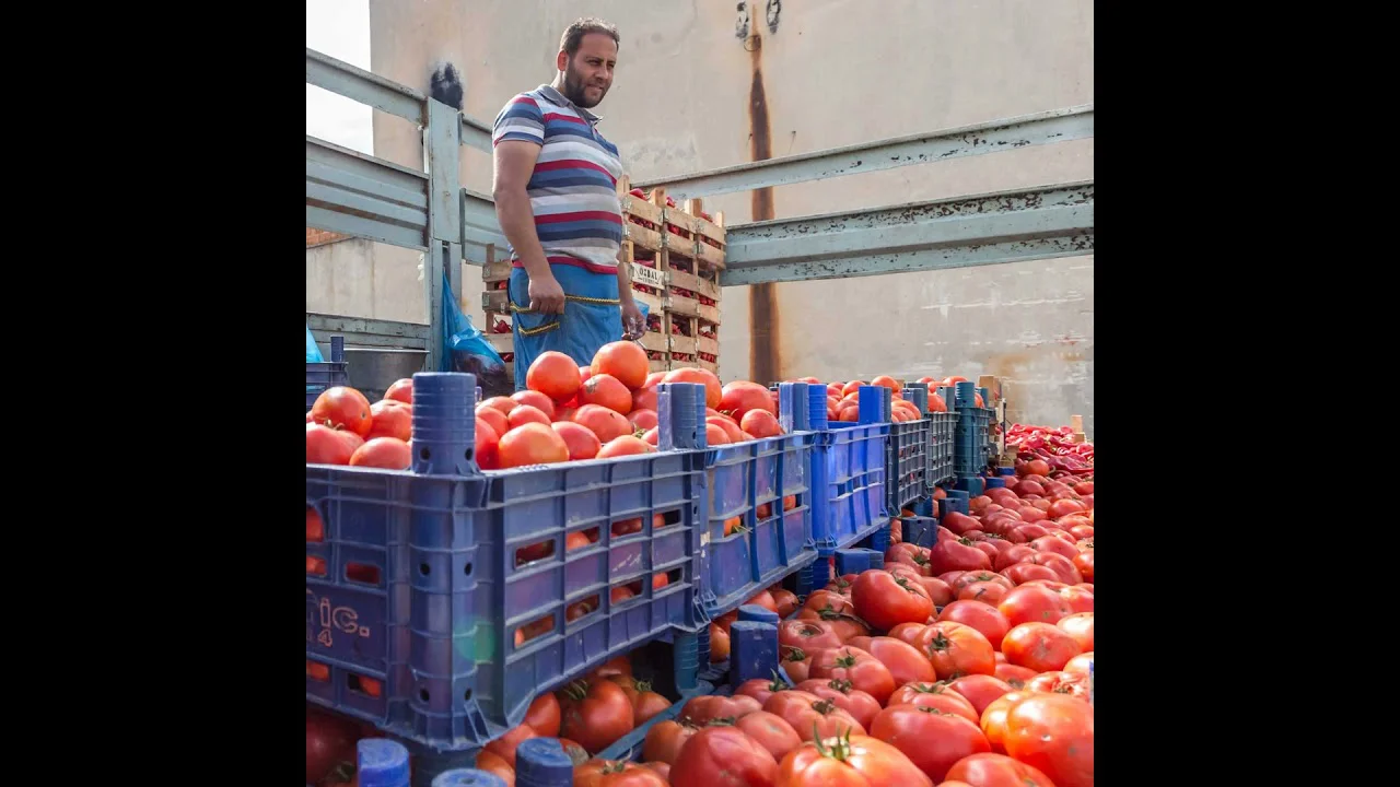 vendedor-marroqui-tomates