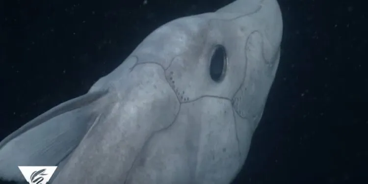 tiburon-fantasma-1-750x375