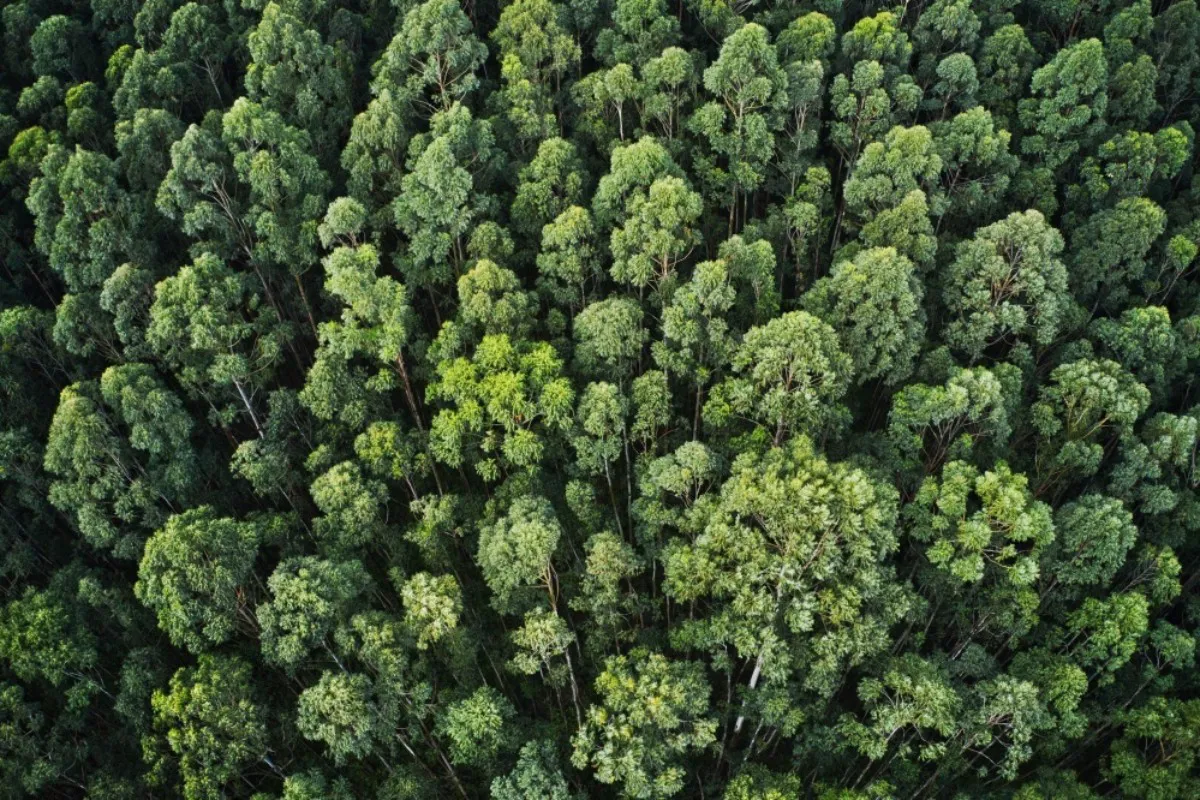 EuropaPress_6165572_copade_busca_combatir_deforestacion_bosques_vivos_iniciativa_concienciar-1